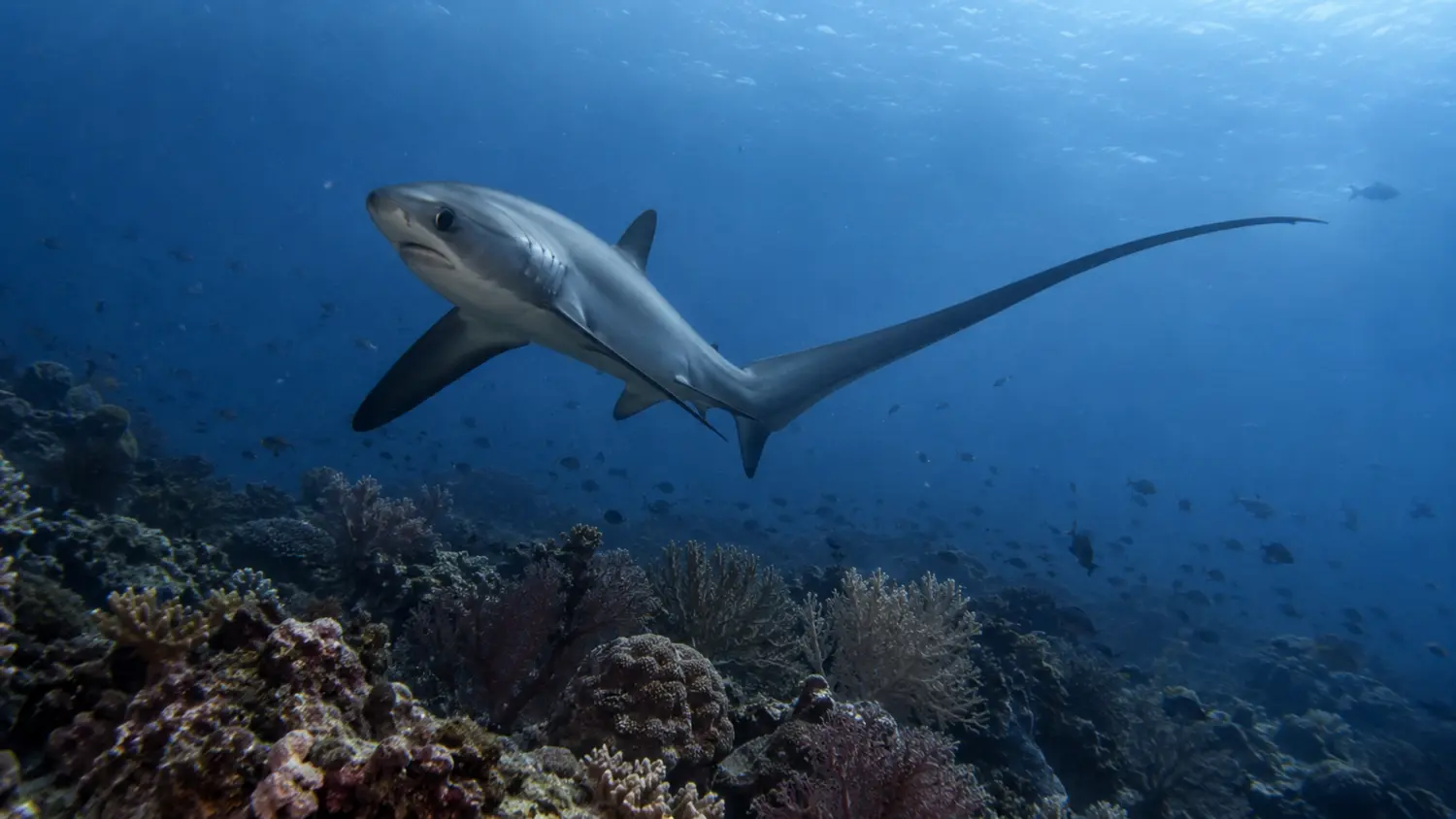 Thresher shark above a colorful reef in Malapascua